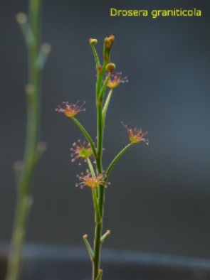 Sundew Drosera graniticola
