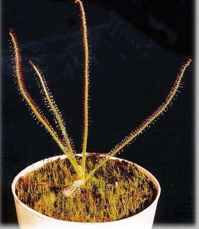 Sundew Drosera graminifolia