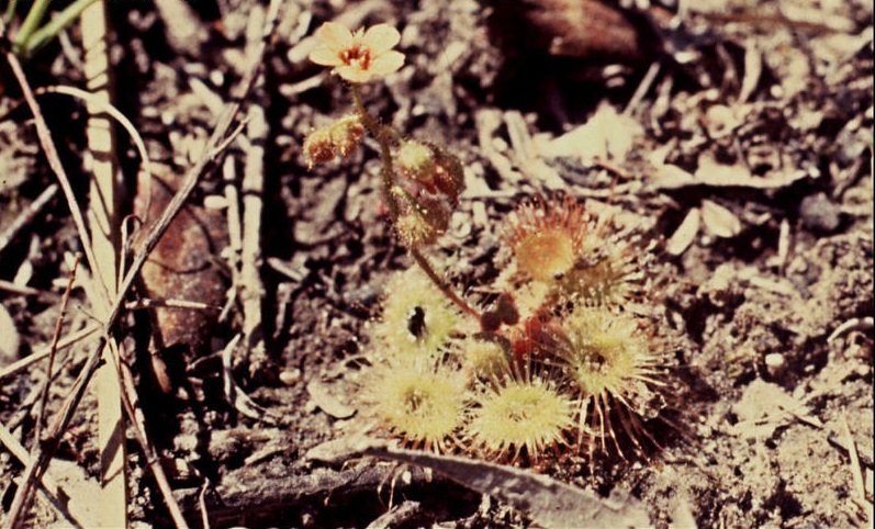 Drosera Species, Pimpernel Sundew, Scarlet Sundew