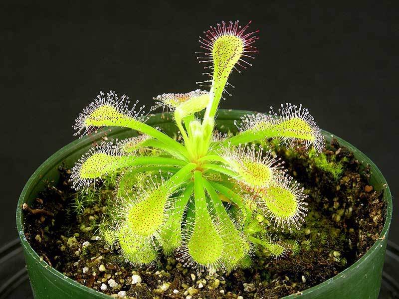 Sundew Drosera glabripes