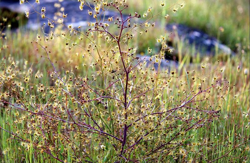 Sundew Drosera gigantea subsp. Geniculata
