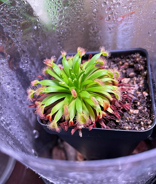 Sundew Drosera fulva