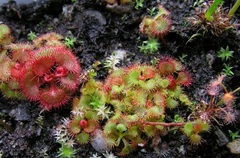 Drosera Species, Sundew 'Drosera fimbriata'