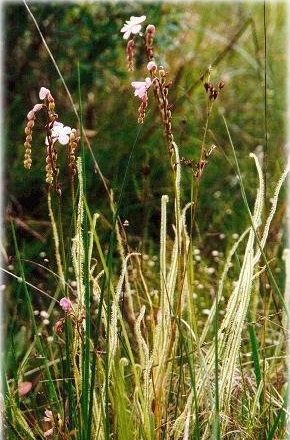Sundew Drosera filiformis var. tracyi