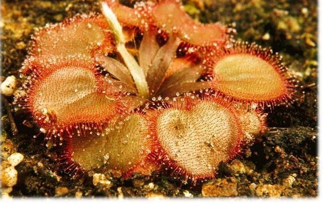 Sundew Drosera falconeri