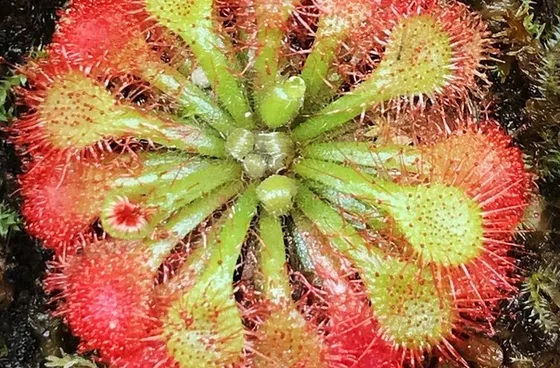 Sundew Drosera esmeraldae