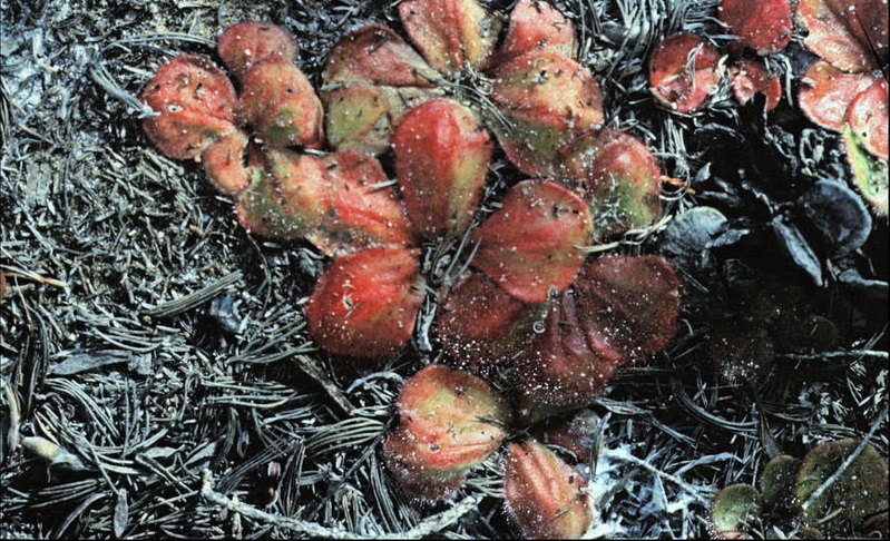 Drosera Species, Red Ink Sundew, Sundew