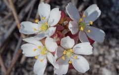 Drosera Species, Sundew 'Drosera erythrorhiza subsp. Collina'