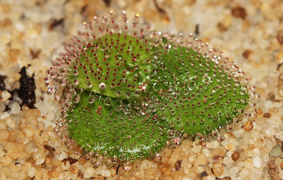 Sundew Drosera erythrorhiza var. imbecilia