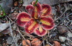 Drosera Species, Sundew 'Drosera erythrorhiza subsp. Squamosa'