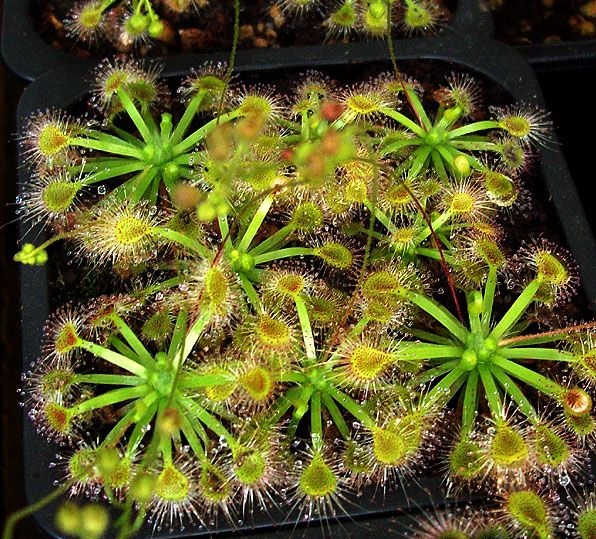 Sundew Drosera ericksoniae