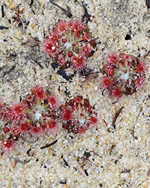 Drosera Species, Sundew Drosera eneabba