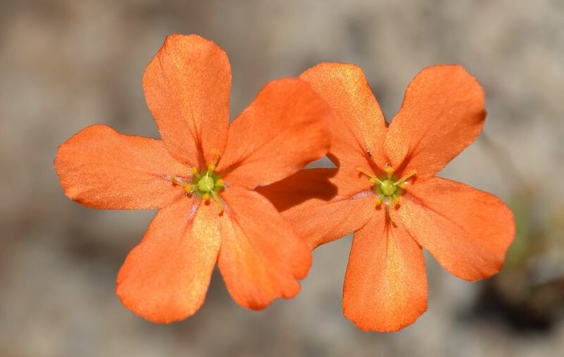 Drosera Species, Sundew Drosera echinoblastus