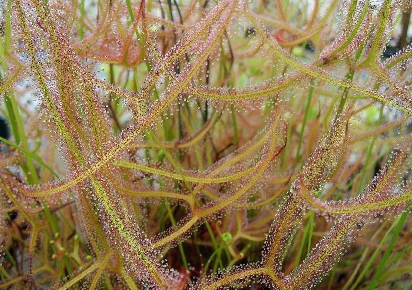 Drosera Species, Sundew Drosera dilatatopetiolaris