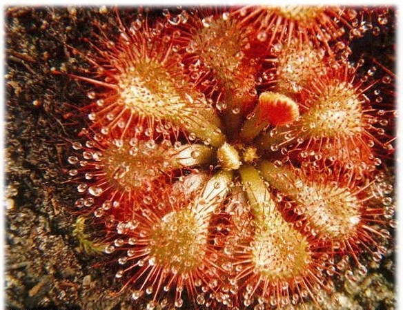 Sundew Drosera dielsiana