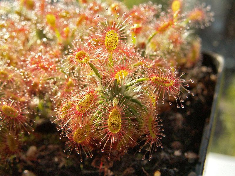 Sundew Drosera dichrosepala