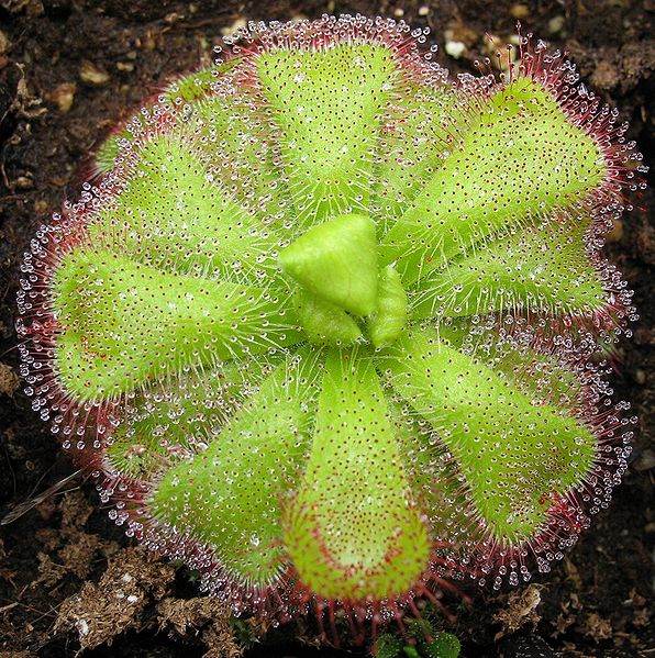 Sundew Drosera cuneifolia