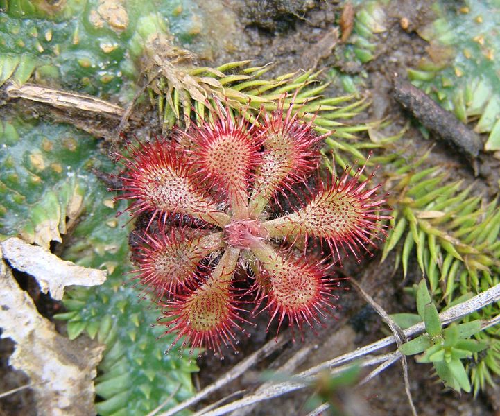 Sundew Drosera communis