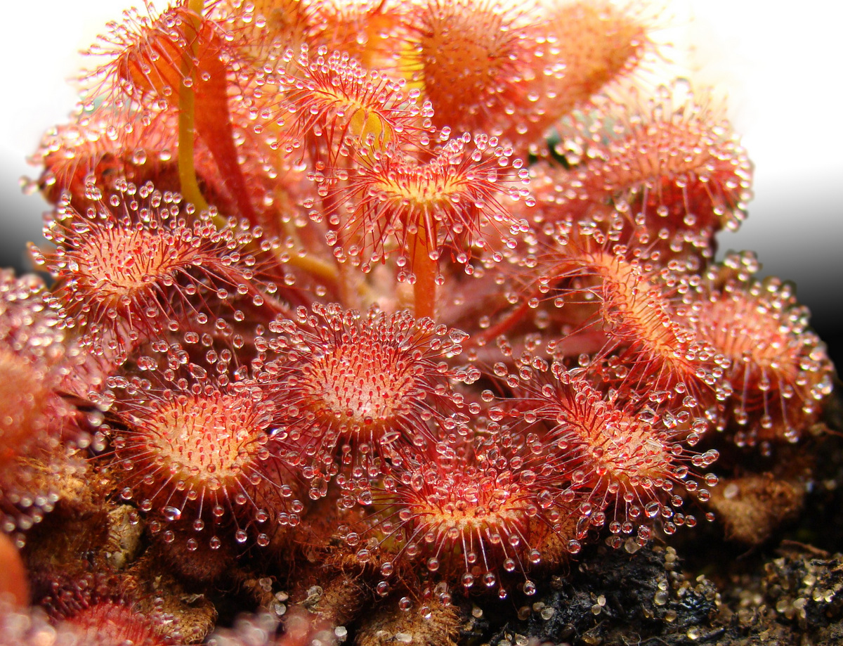Sundew Drosera collinsiae