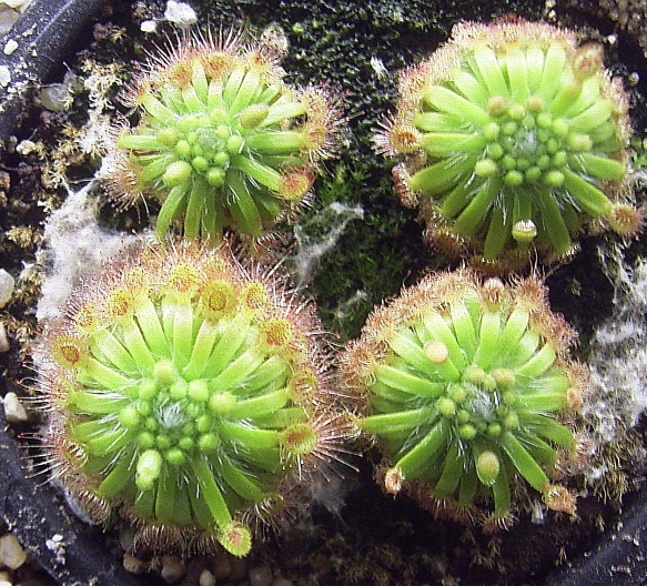 Drosera Species, Sundew Drosera closterostigma