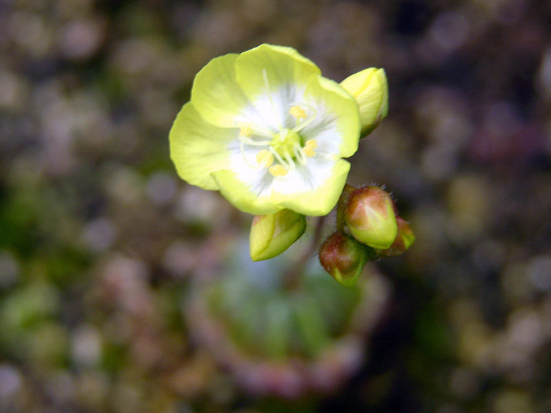Sundew Drosera citrina