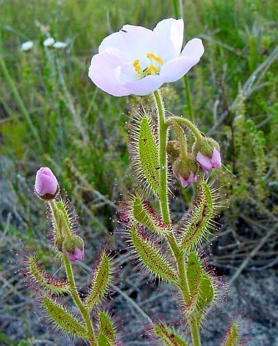 Sundew Drosera cistiflora
