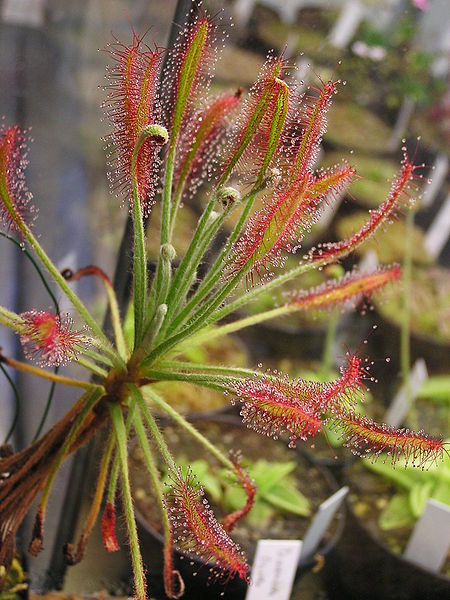 Sundew Drosera chrysolepis