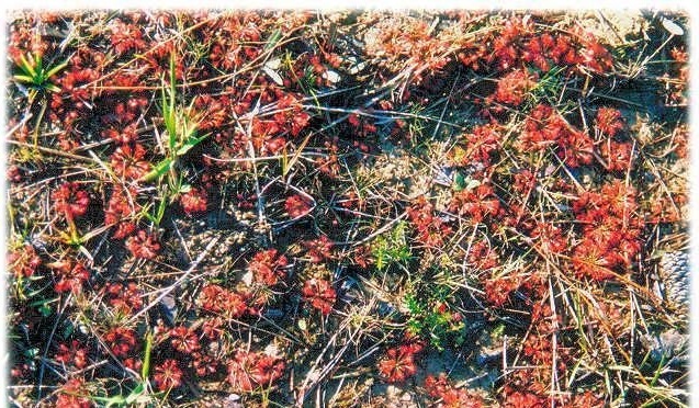 Sundew Drosera capillaris