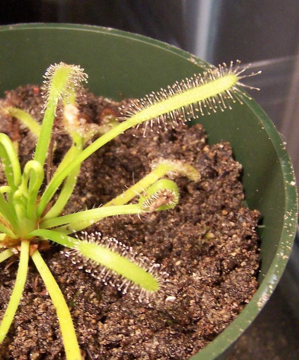 Sundew Drosera capensis var. alba