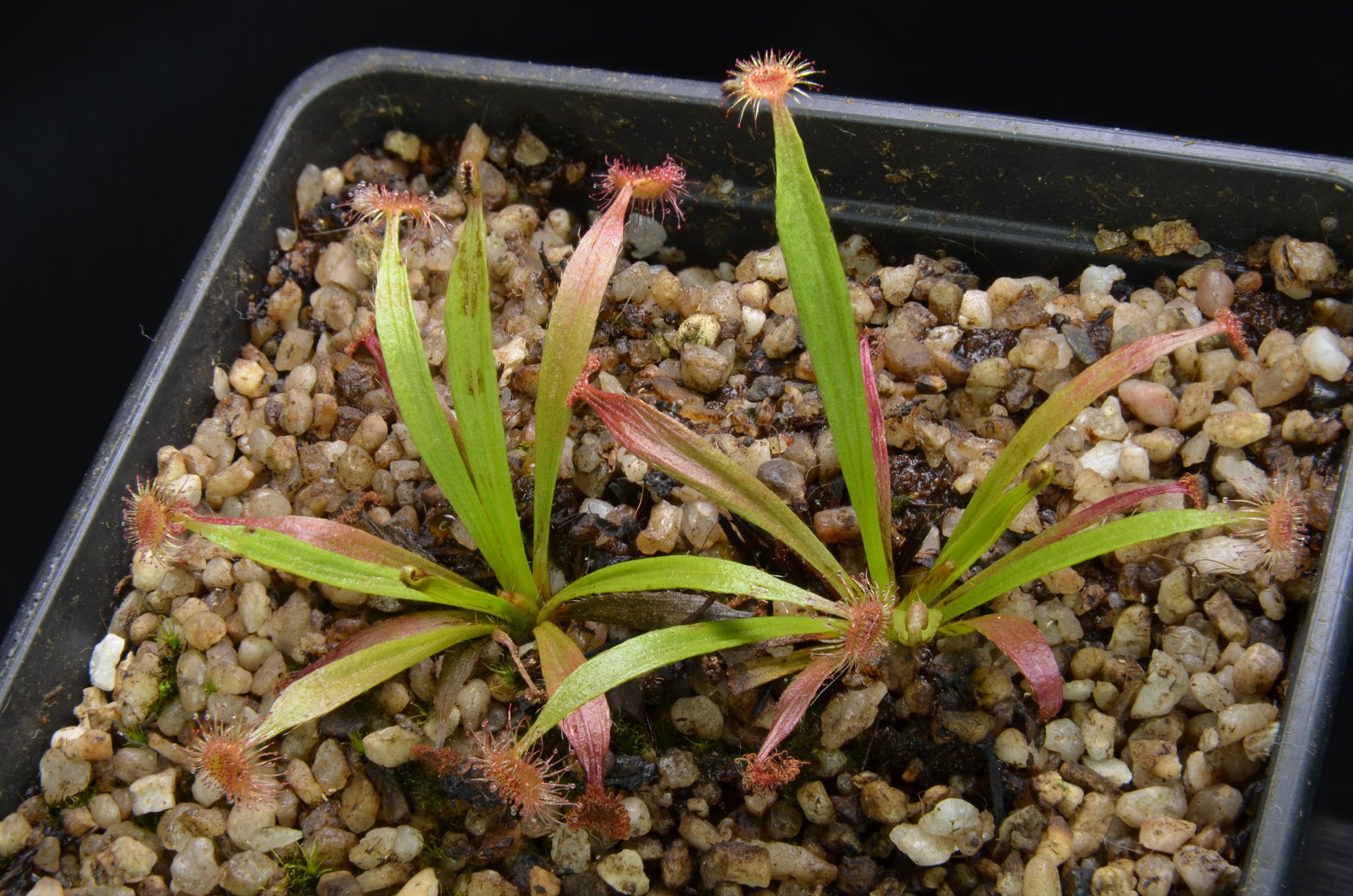 Sundew Drosera caduca