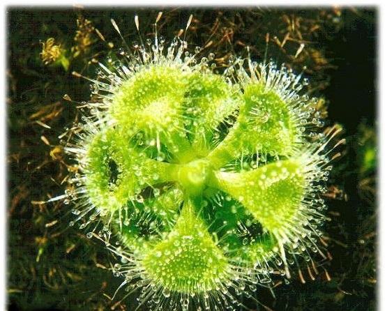 Sundew Drosera burmanni