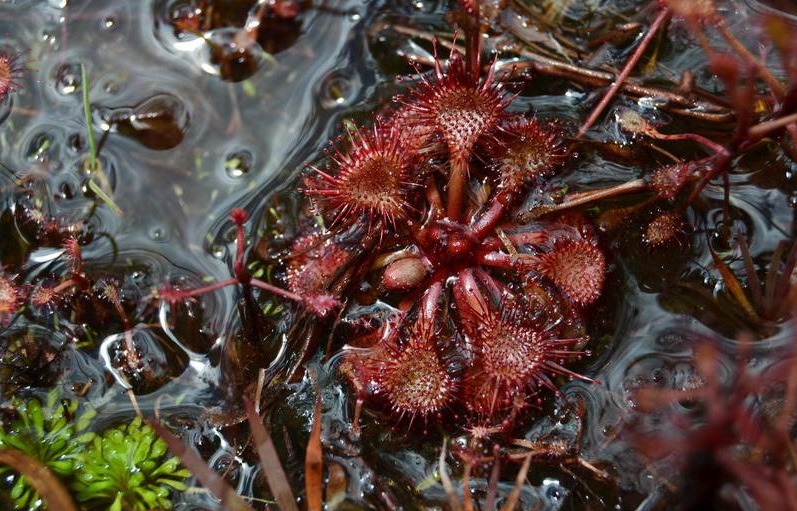 Drosera Species, Sundew Drosera burkeana