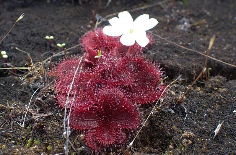 Sundew Drosera bulbosa