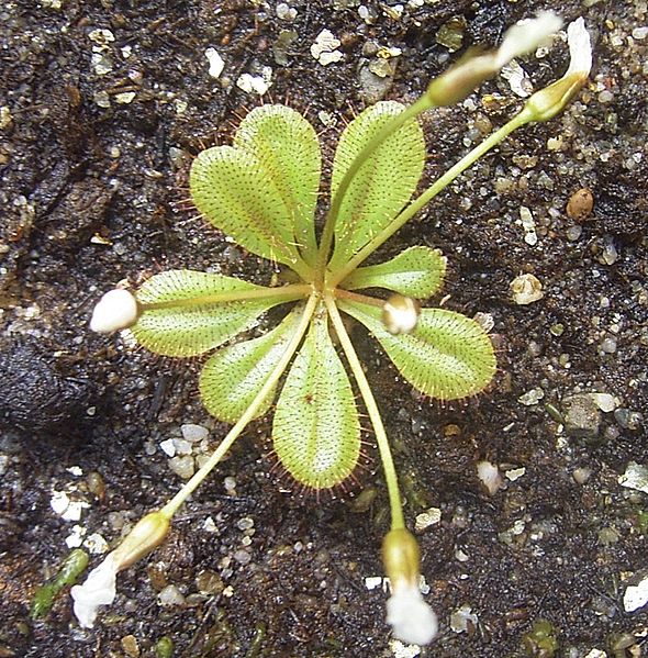 Sundew Drosera bulbosa subsp. Major