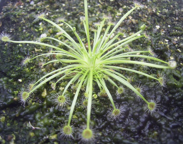 Sundew Drosera broomensis