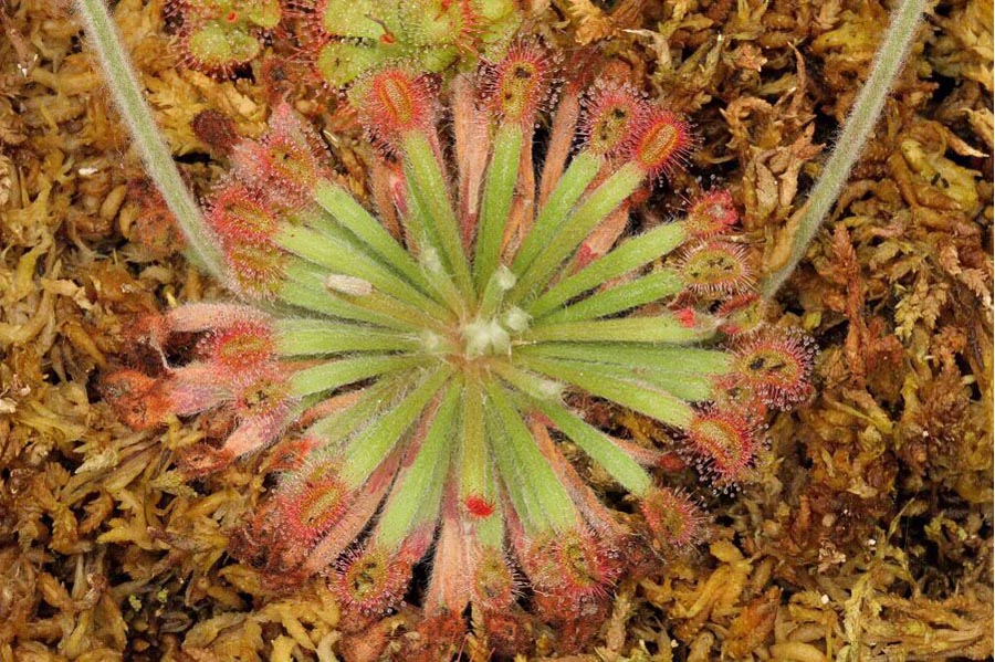 Sundew Drosera brevicornis