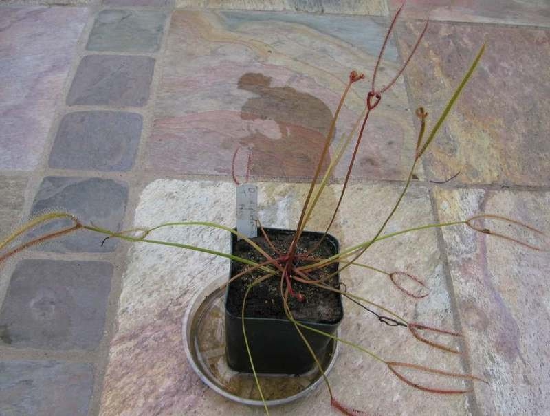 Sundew Drosera binata var. dichotoma