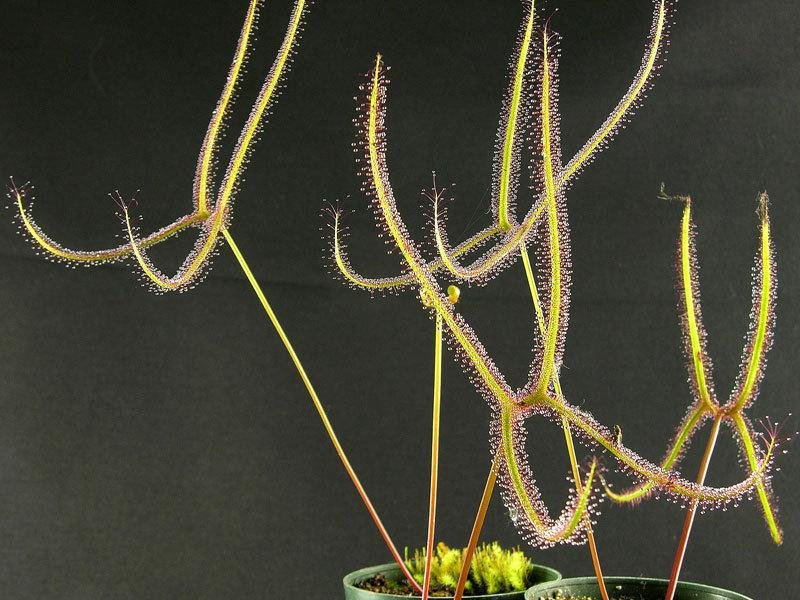 Sundew Drosera binata var. multifida