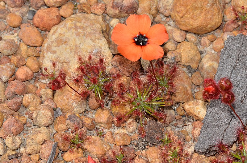 Sundew Drosera barbigera subsp. Minor