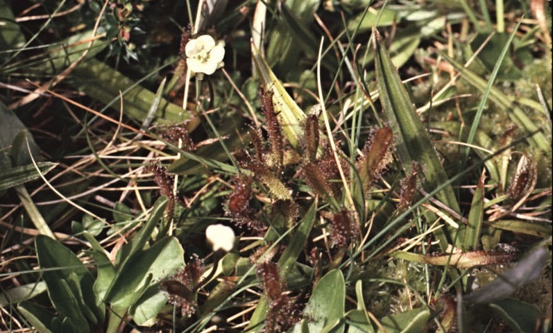 Alpine Sundew
