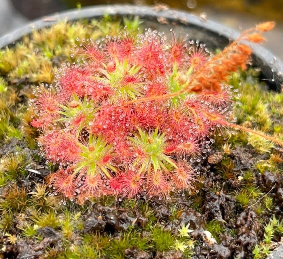 Sundew Drosera androsacea