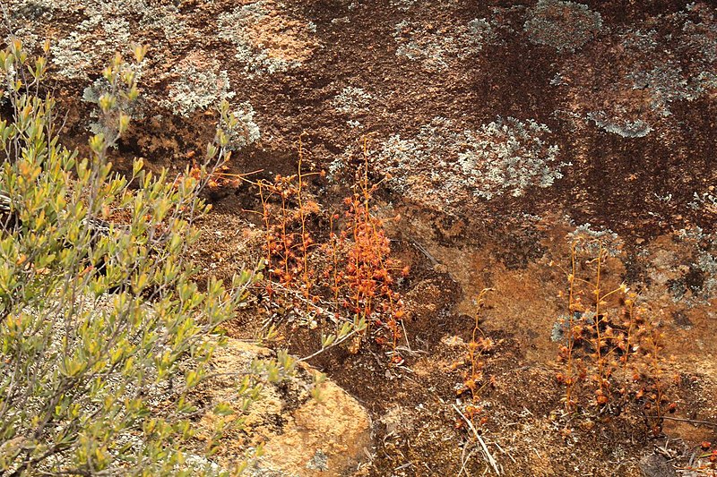 Sundew Drosera andersoniana