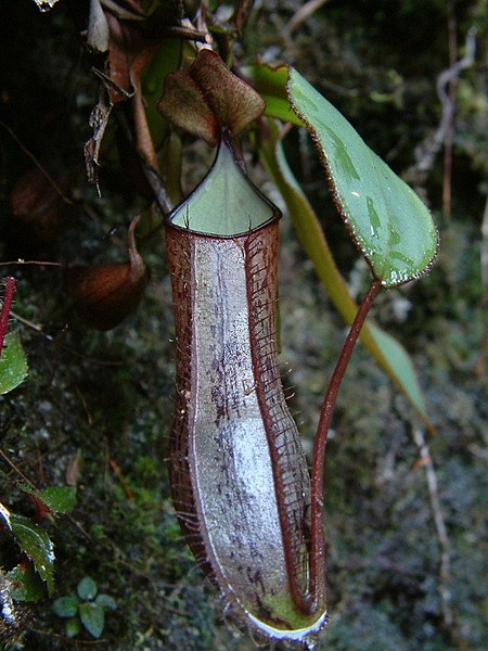 Nepenthes Species, Pitcher Plant Nepenthes adnata