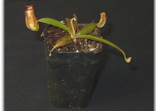Nepenthes Species, Pitcher Plant Nepenthes albomarginata