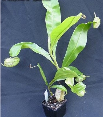 Nepenthes Species, Pitcher Plant, Flask-shaped Pitcher-plant