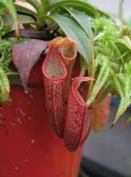 Nepenthes Species, Pitcher Plant Nepenthes angasanensis