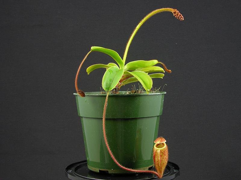 Nepenthes Species, Pitcher Plant Nepenthes argentii
