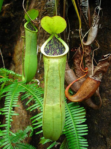 Nepenthes Species, Pitcher Plant Nepenthes benstonei