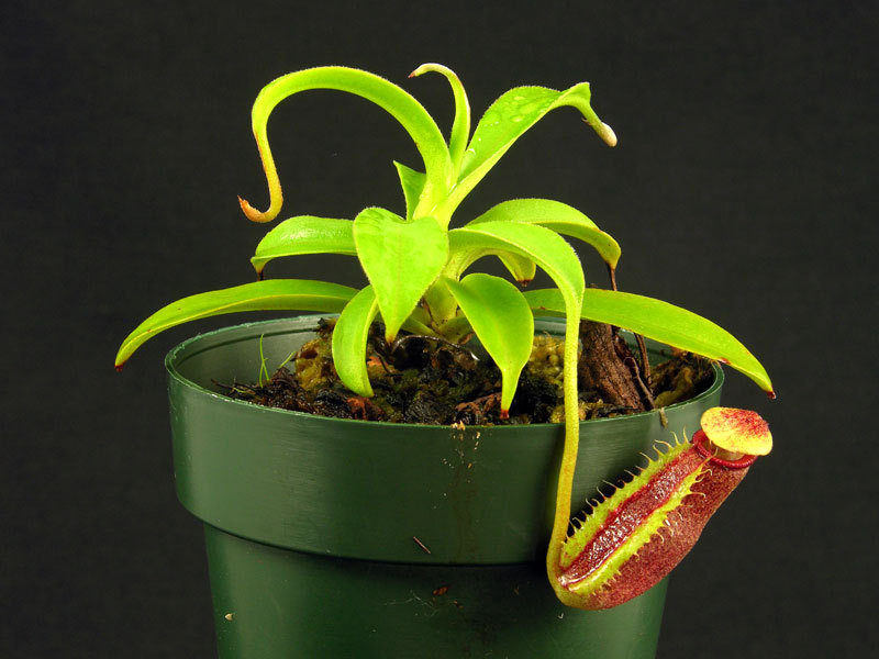 Nepenthes Species, Pitcher Plant Nepenthes bongso