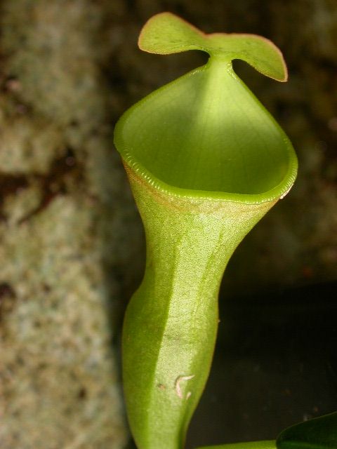 Nepenthes Species, Pitcher Plant, Bell-shaped Pitcher-plant,